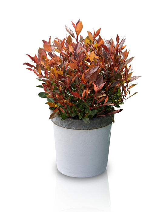 Photinia Fras. 'Chico'® - ↨25Cm - Ø19Cm - Udendørs Busk