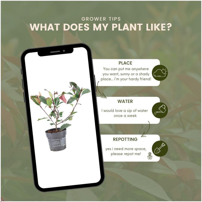 Photinia Fraseri 'Red Robin' - Sæt Med 6 Stk