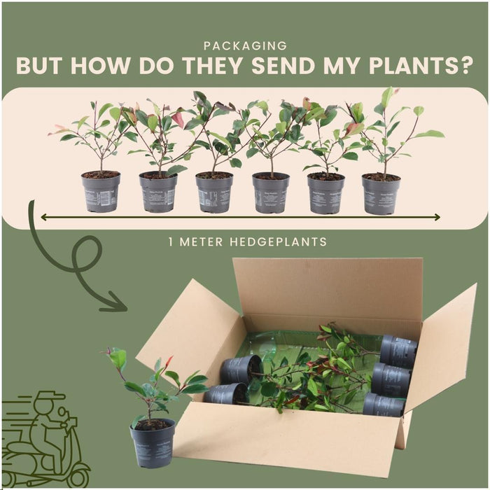 Photinia Fraseri 'Red Robin' - Sæt Med 6 Stk