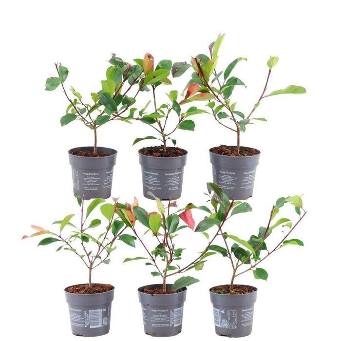 Photinia Fraseri 'Red Robin' - Sæt Med 6 Stk
