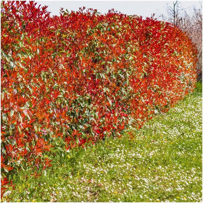 Photinia Fraseri 'Red Robin' - Sæt Med 6 Stk