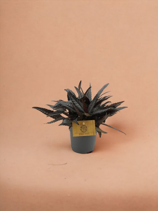 Pilea Hitchcockii