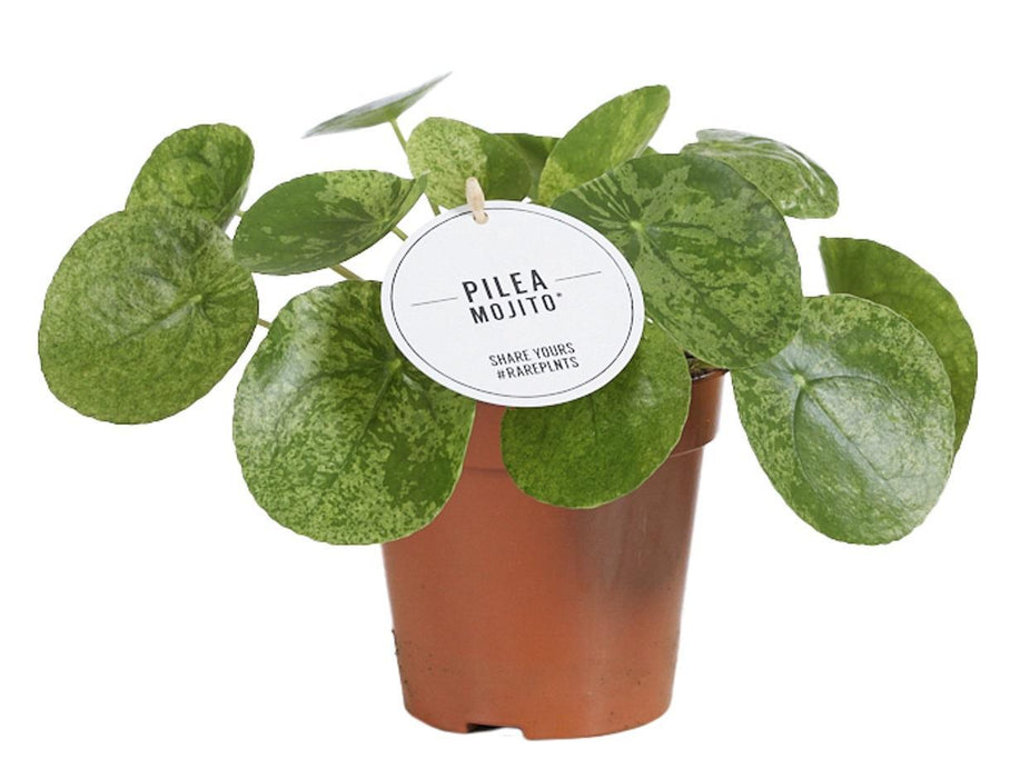 Pilea Mojito