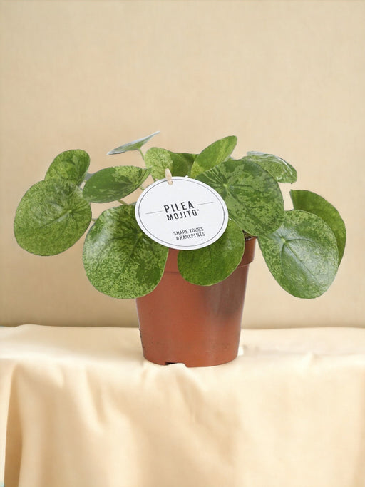 Pilea Mojito
