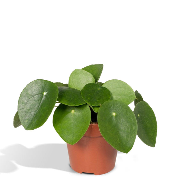 Pilea Peperomiodes H20.0Cm