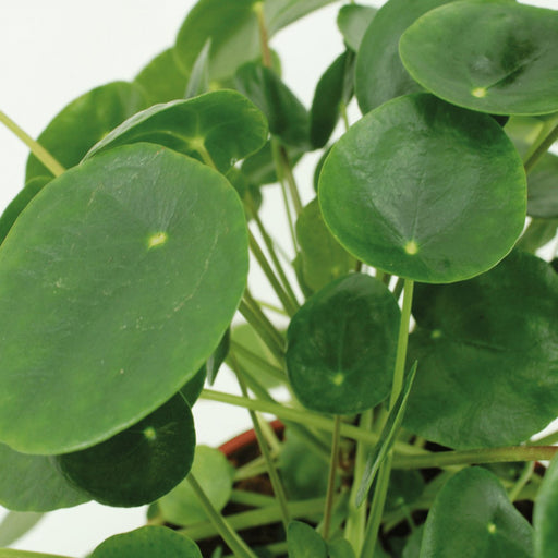 Pilea Peperomiodes - Sæt Med 2