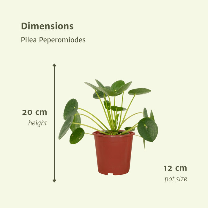 Pilea Peperomiodes - Sæt Med 2
