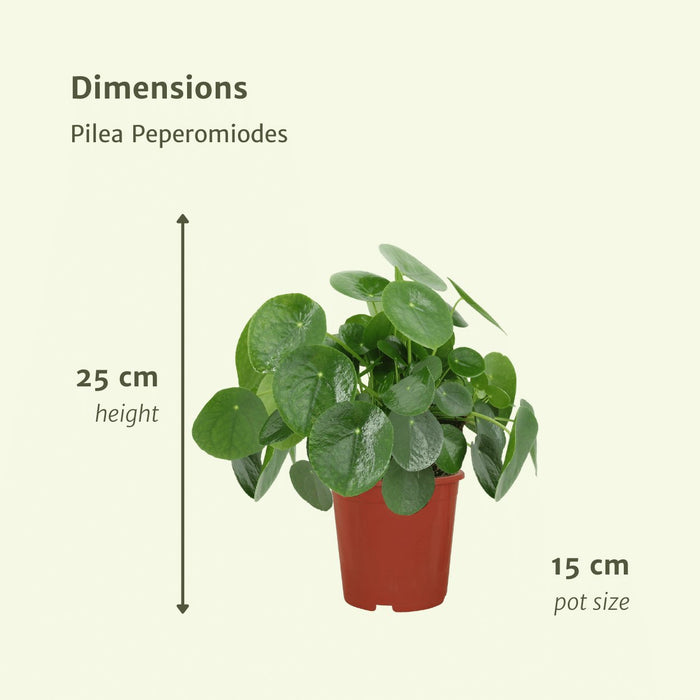 Pilea Peperomiodes - Sæt Med 2