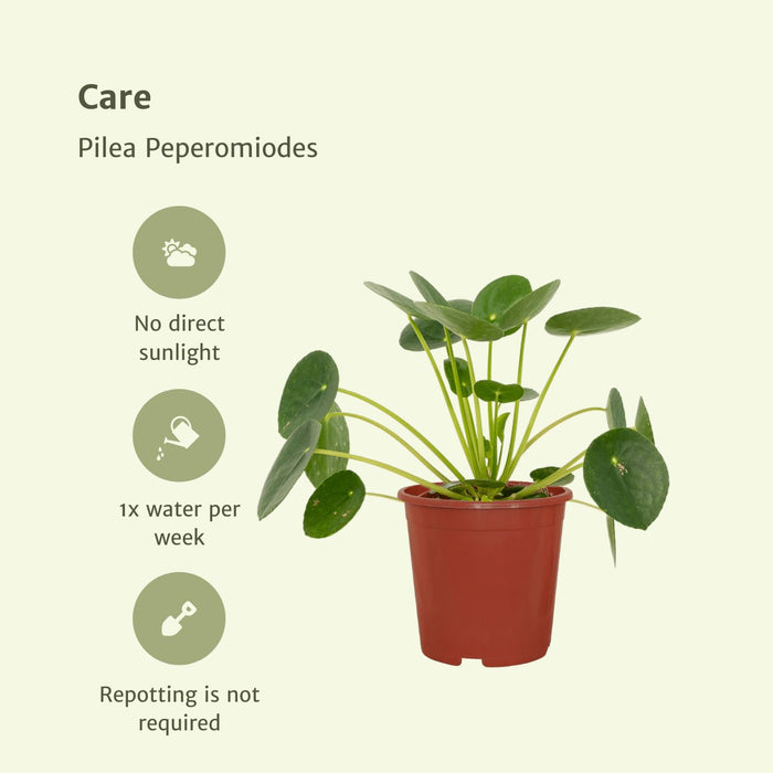 Pilea Peperomiodes - Sæt Med 2