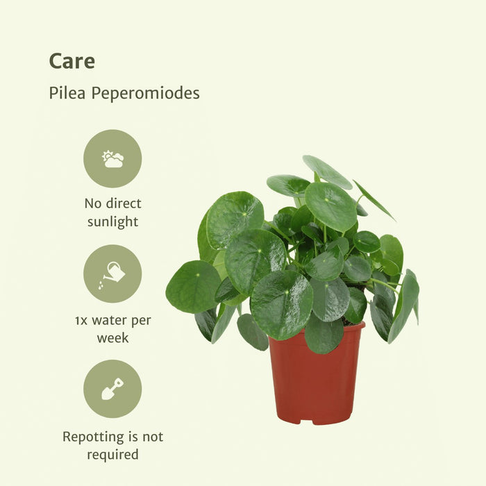 Pilea Peperomiodes - Sæt Med 2