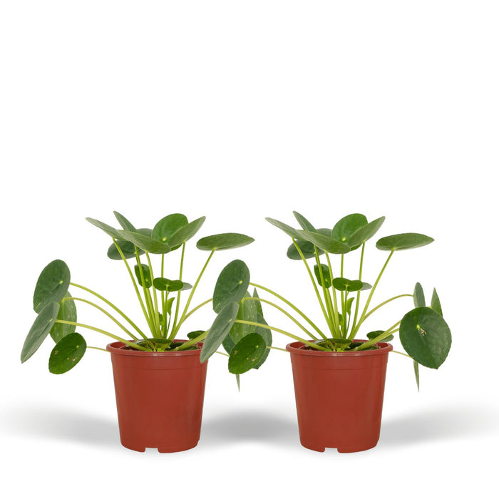Pilea Peperomiodes - Sæt Med 2
