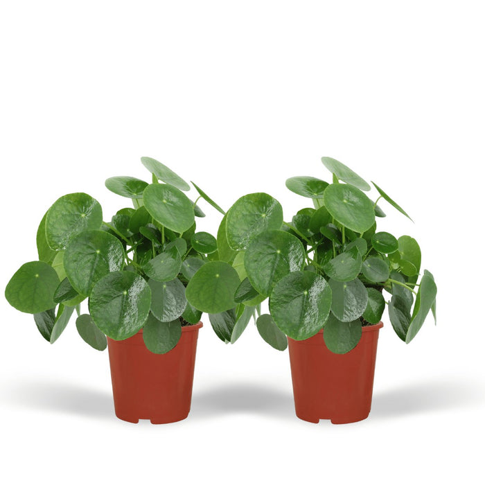 Pilea Peperomiodes - Sæt Med 2