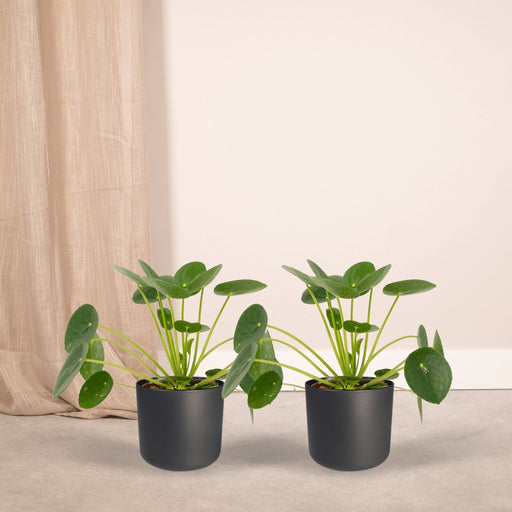 Pilea Peperomiodes - Sæt Med 2