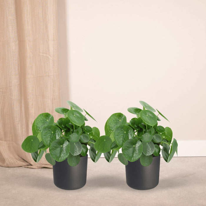 Pilea Peperomiodes - Sæt Med 2