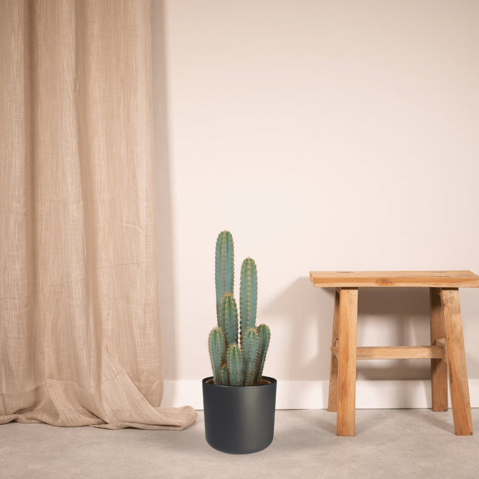 Pilosocereus Azureus - Indendørs Kaktus