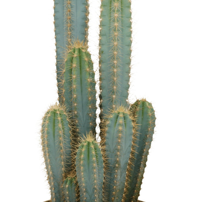 Pilosocereus Azureus - Indendørs Kaktus