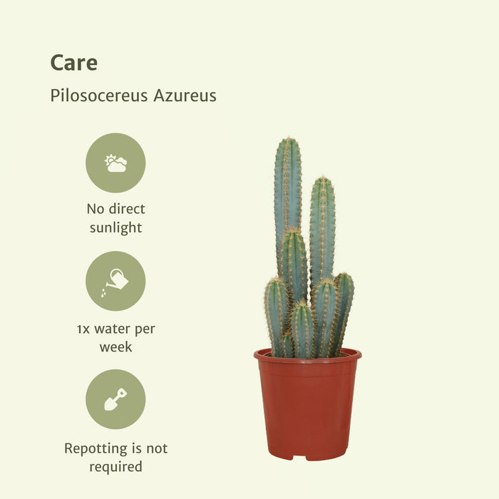 Pilosocereus Azureus - Indendørs Kaktus
