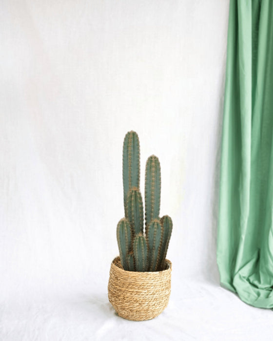 Pilosocereus Azureus - Indendørs Kaktus
