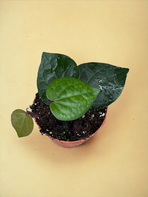 Piper Sp Indonesia Grøn