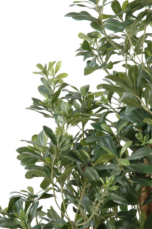 Kunstig Pittosporum 150 Cm Til Indendørs