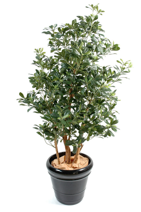 Kunstig Pittosporum 150 Cm Til Indendørs