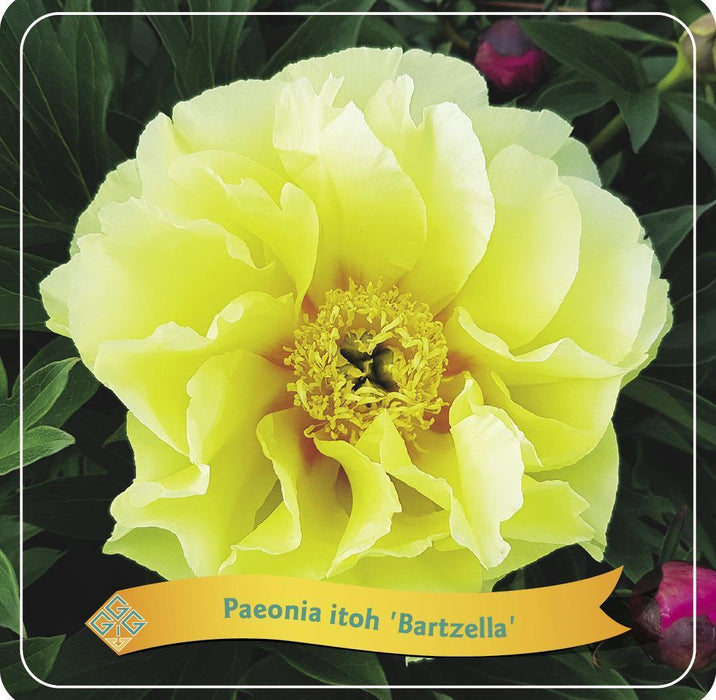 Pæon 'Bartzella' Gul
