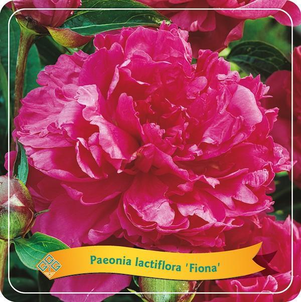 Pæon Lactiflora 'Fiona' Pink