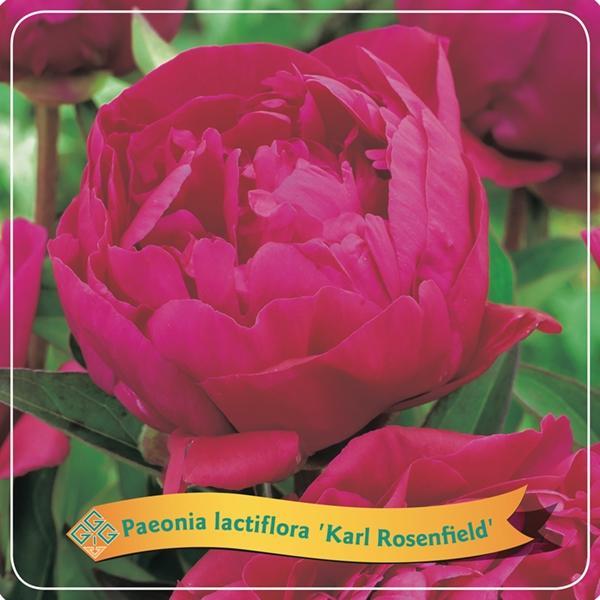 Peony Lactiflora 'Karl Rosenfield' Fuscia