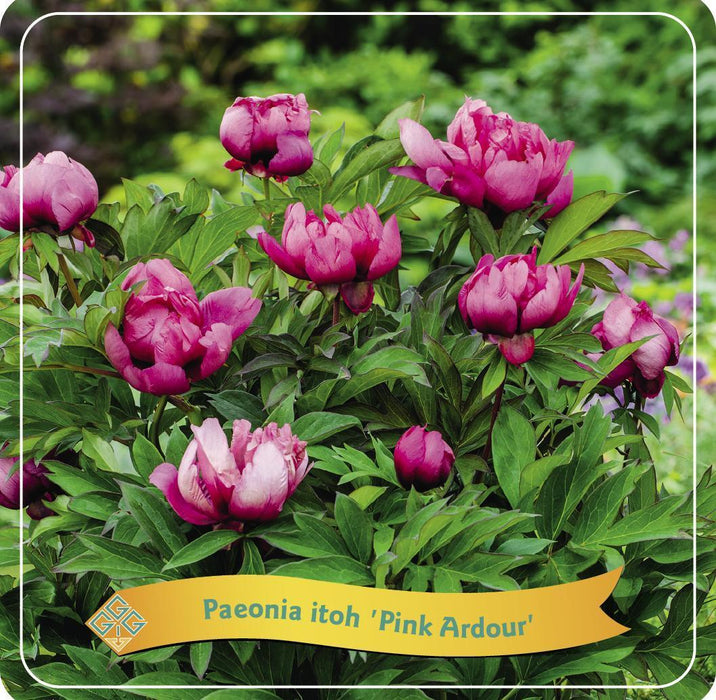 Pæon 'Pink Ardor' Pink