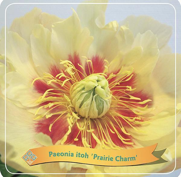 Pæon 'Prairie Charm' Gul