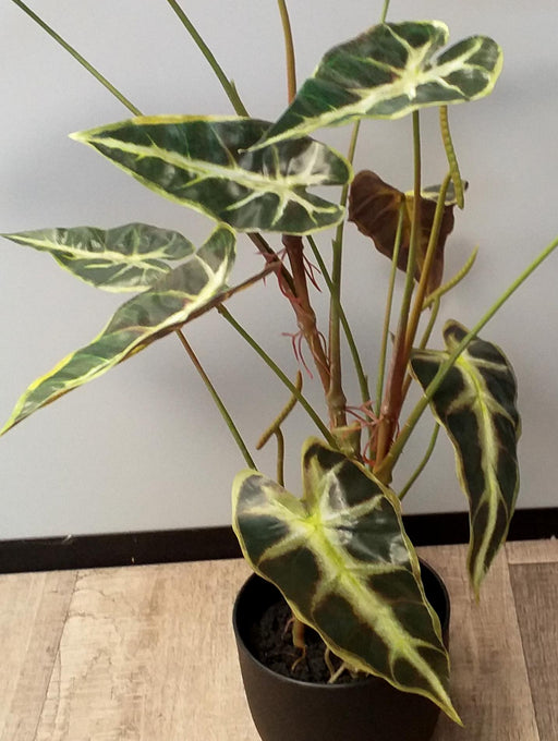 Kunstig Alocasia Plante H.75 Cm I Sort Potte