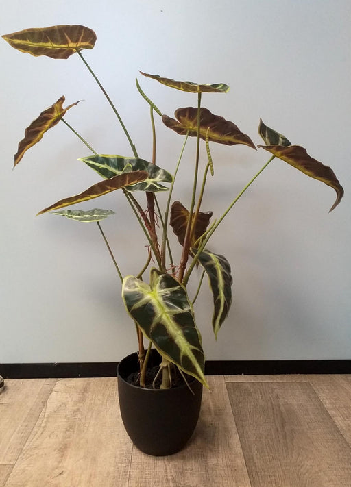 Kunstig Alocasia Plante H.75 Cm I Sort Potte