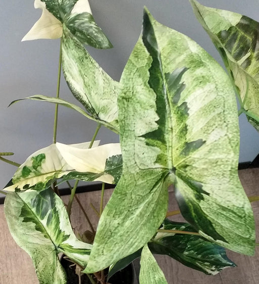 Kunstig Alocasia Plante 75Cm Med Sort Potte