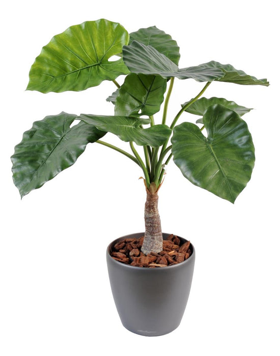 Kunstig Alocasia Plante H.80 Cm Til Dekoration