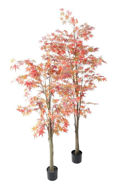 Kunstig Plante Aralia Rød H.220Cm Til Indendørs