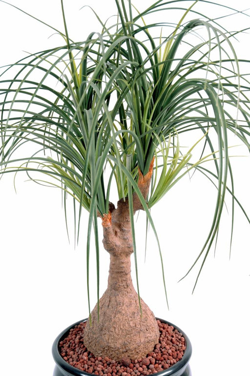 Kunstig Plante Beaucarnea H75Cm Til Indendørs