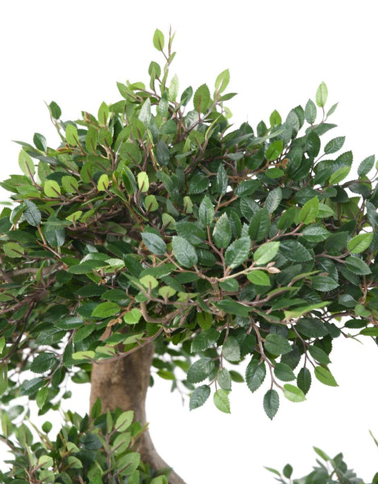 Kunstig Plante Bonsai Elm 90 Cm Indvendig Dekoration