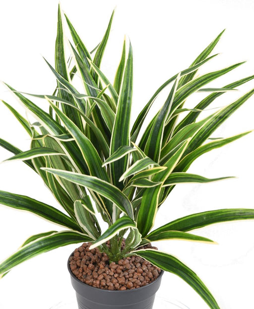 Kunstig Plante Chlorophytum 42Cm Broget