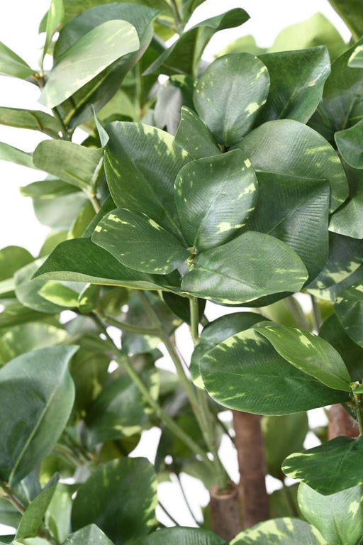 Kunstig Plante Clusia Variegata 150 Cm Dekoration