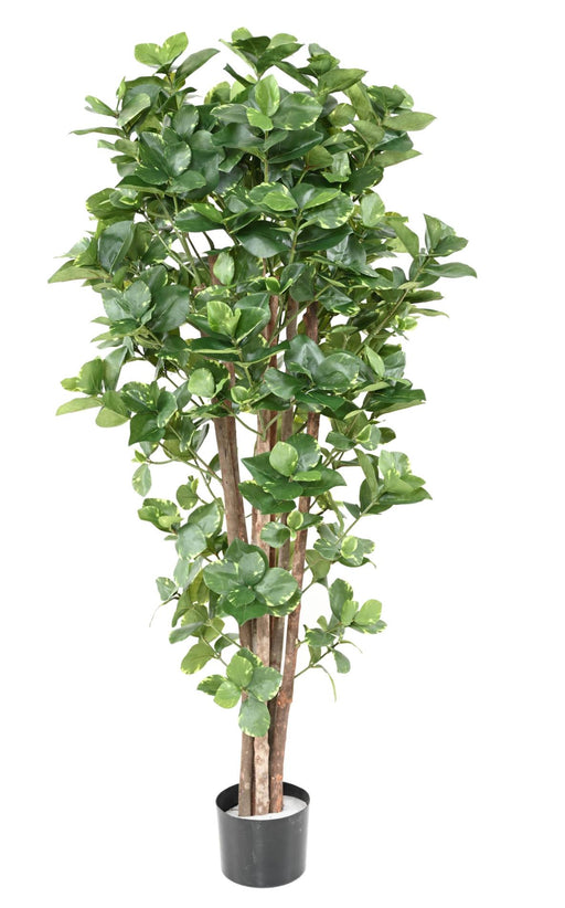 Kunstig Plante Clusia Variegata 150 Cm Dekoration