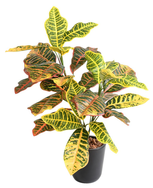 Kunstig Croton Plante Med Pæl 70 Cm Farverig
