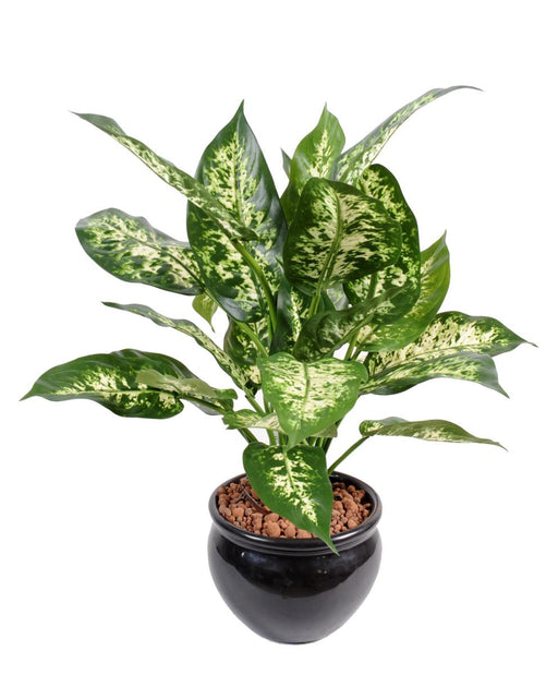 Kunstig Dieffenbachia Plante 51 Cm I Pot