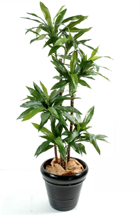 Kunstig Plante Dracaena Fragrans 145Cm Grøn