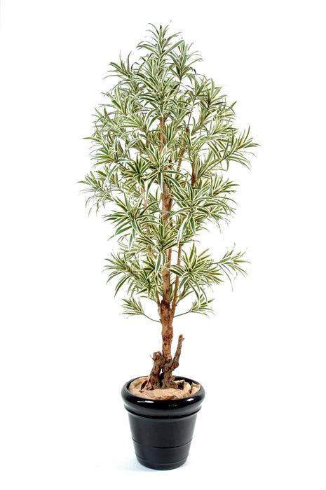 Kunstig Plante Dracaena Reflexa 110Cm Grøn Gul