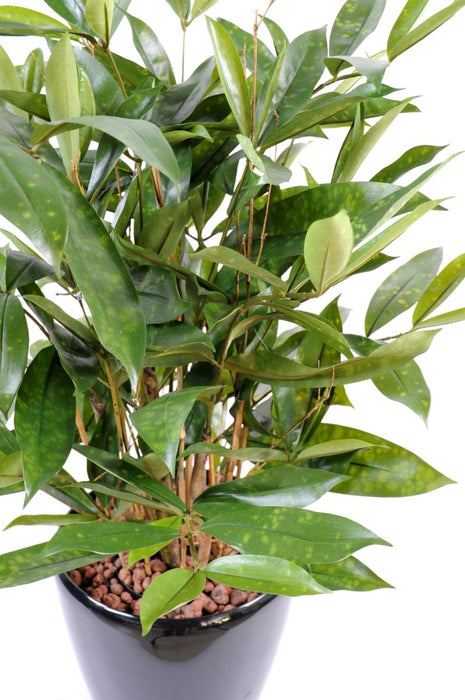 Kunstig Plante Dracaena Surculosa 60Cm Grøn