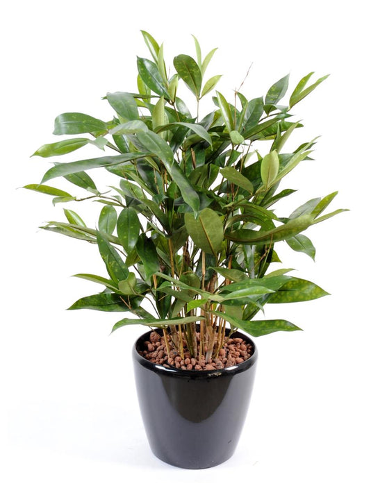 Kunstig Plante Dracaena Surculosa 60Cm Grøn