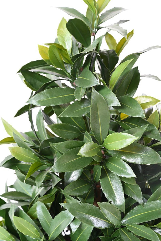 Kunstig Plante Laurbær Nobilis 130 Cm Grøn