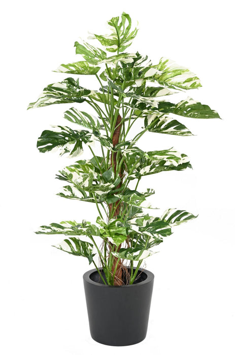 Kunstig Philodendron Plante 160Cm Med Kokospæl