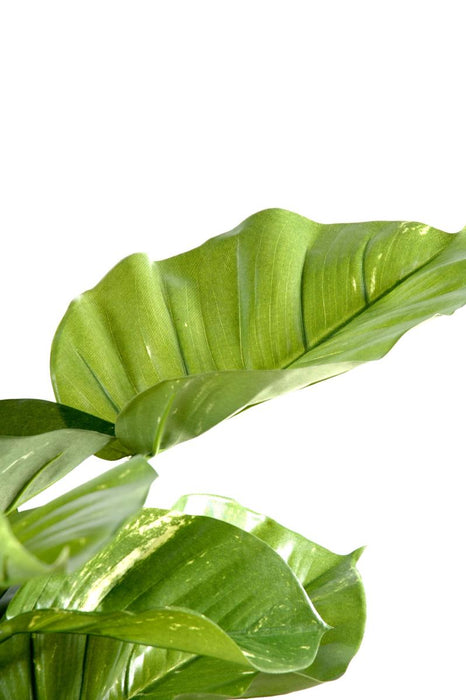 Kunstig Plante Kæmpe Pothos 150 Cm Indendørs
