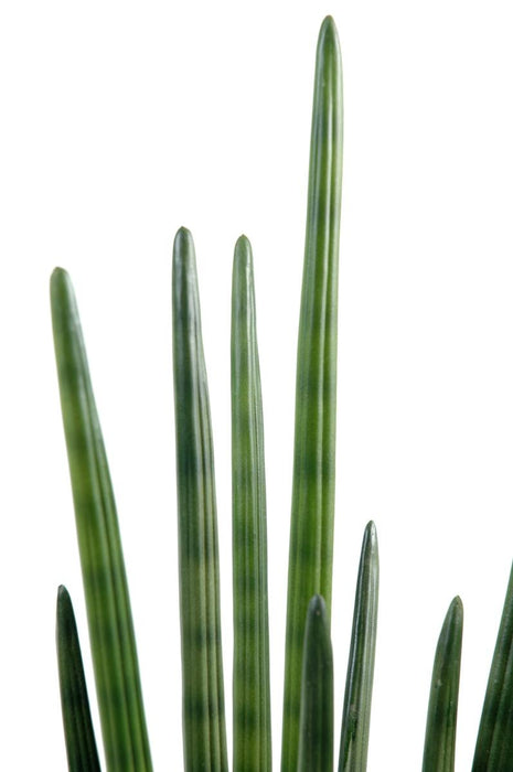 Kunstig Plante Sansevieria Cylindrisk 90 Cm